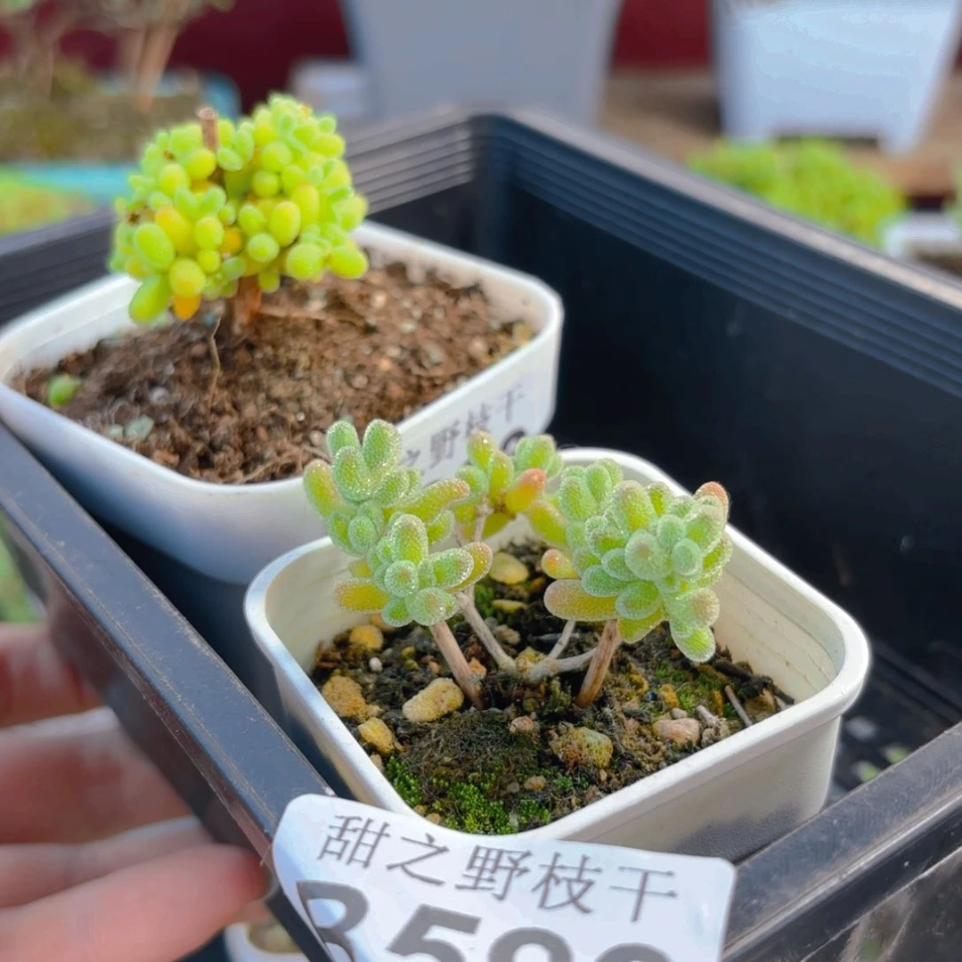 故**诗组合599。