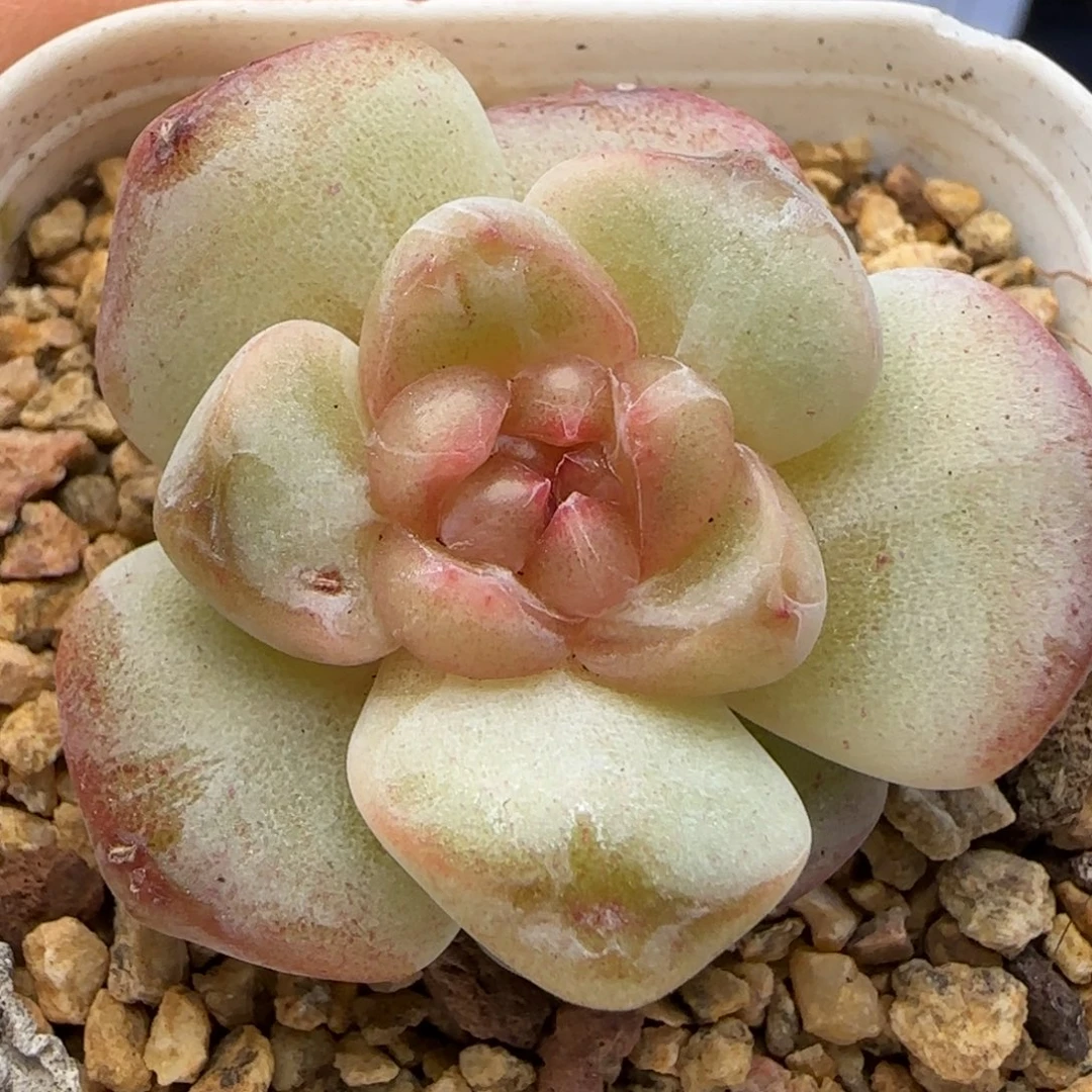 【满29包邮非偏远】921