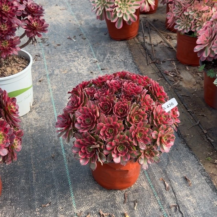 果*436安娜多肉多肉多肉多肉