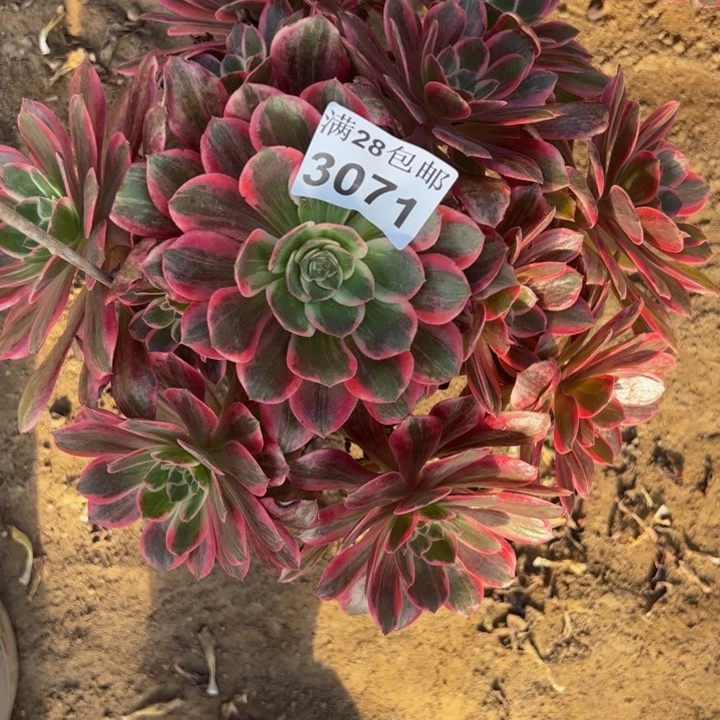 3071浣纱多肉植物