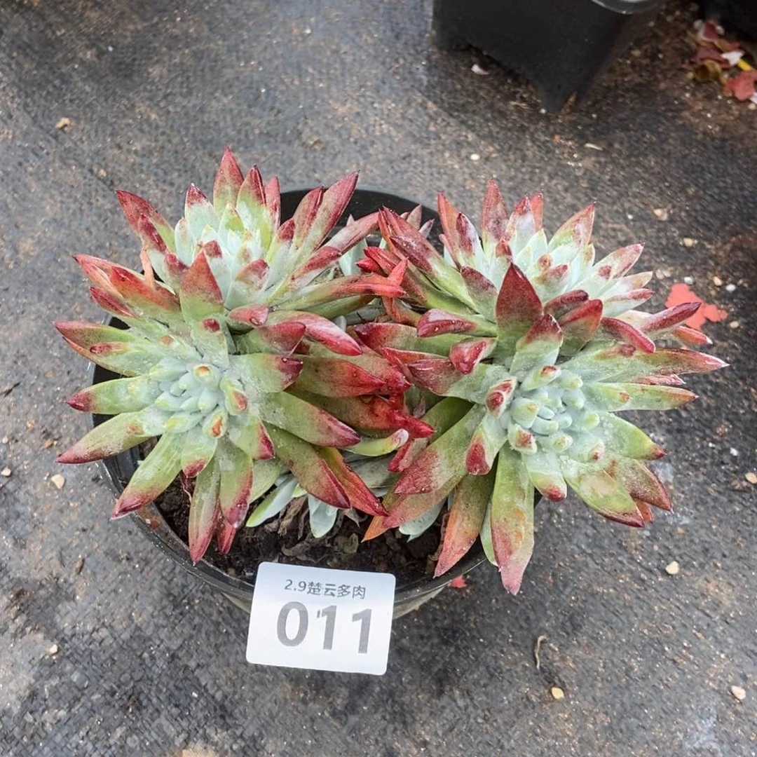 011高腿白姆多肉植物