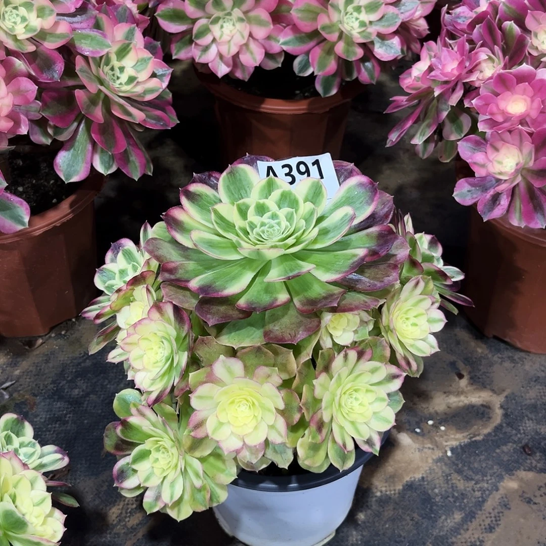 多肉植物玉姿391多肉