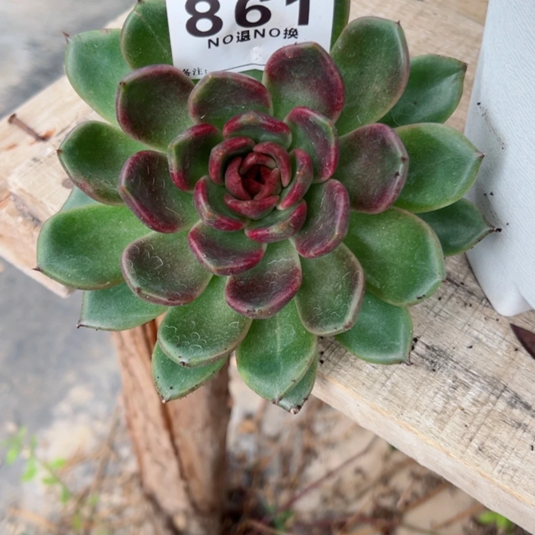 看***！861多肉植物一个好看