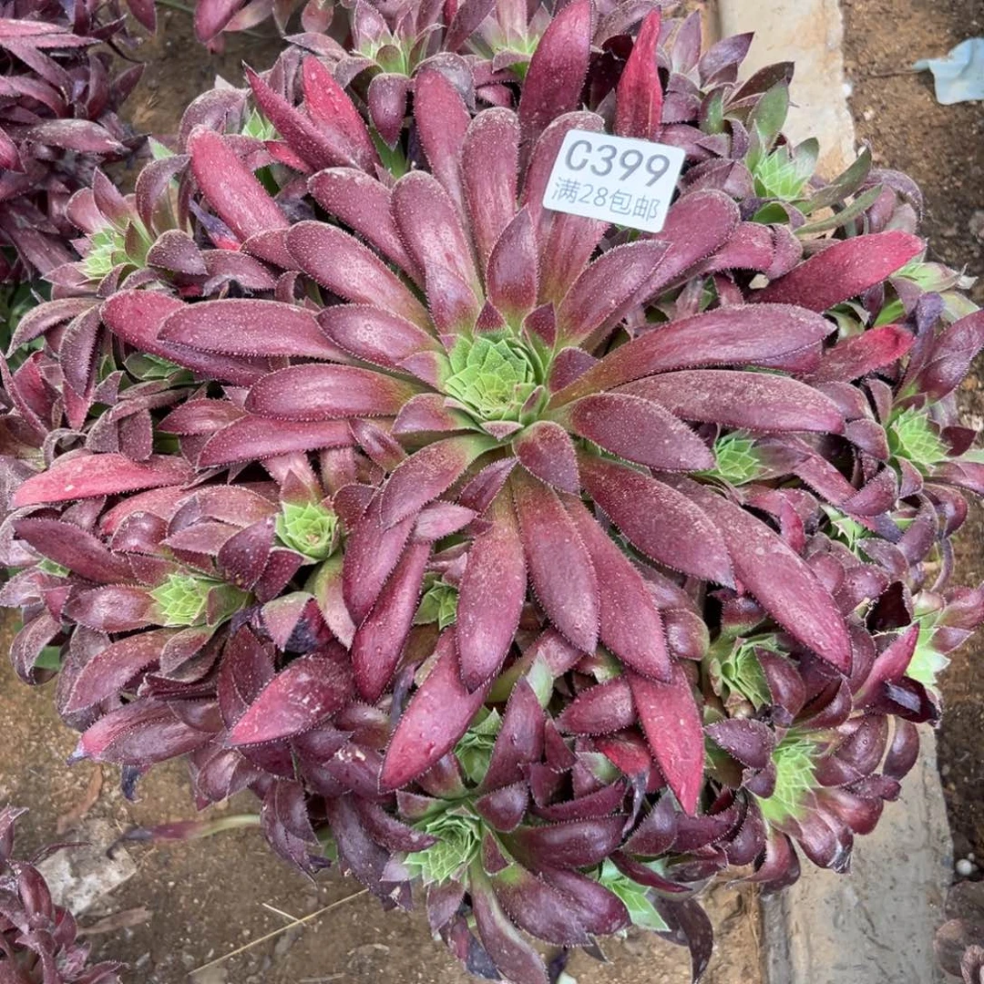 399多肉  孔雀锦