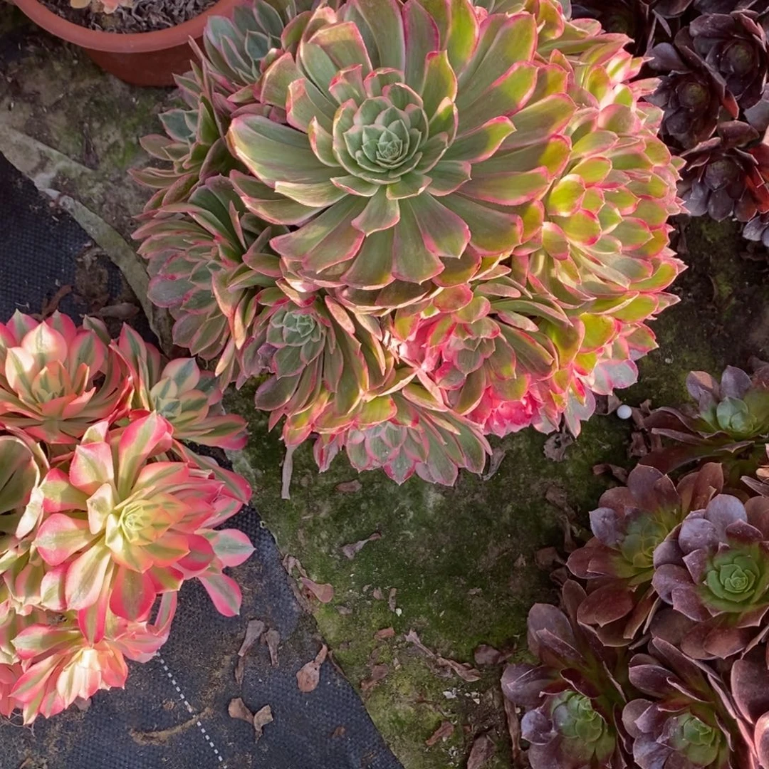 不开花植物787号孔雀翎1颗多肉