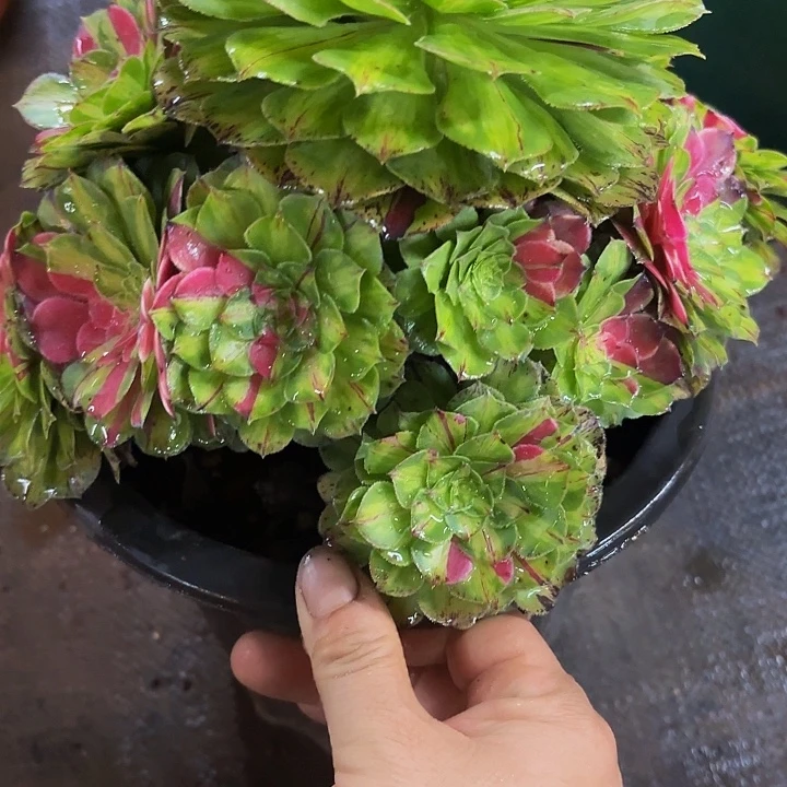 多肉植物福利937个
