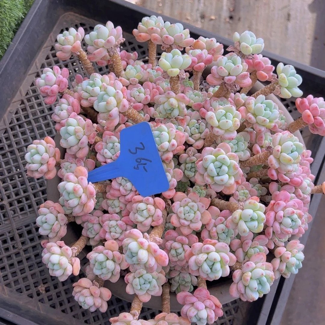 香玉的故事是一个人的故事