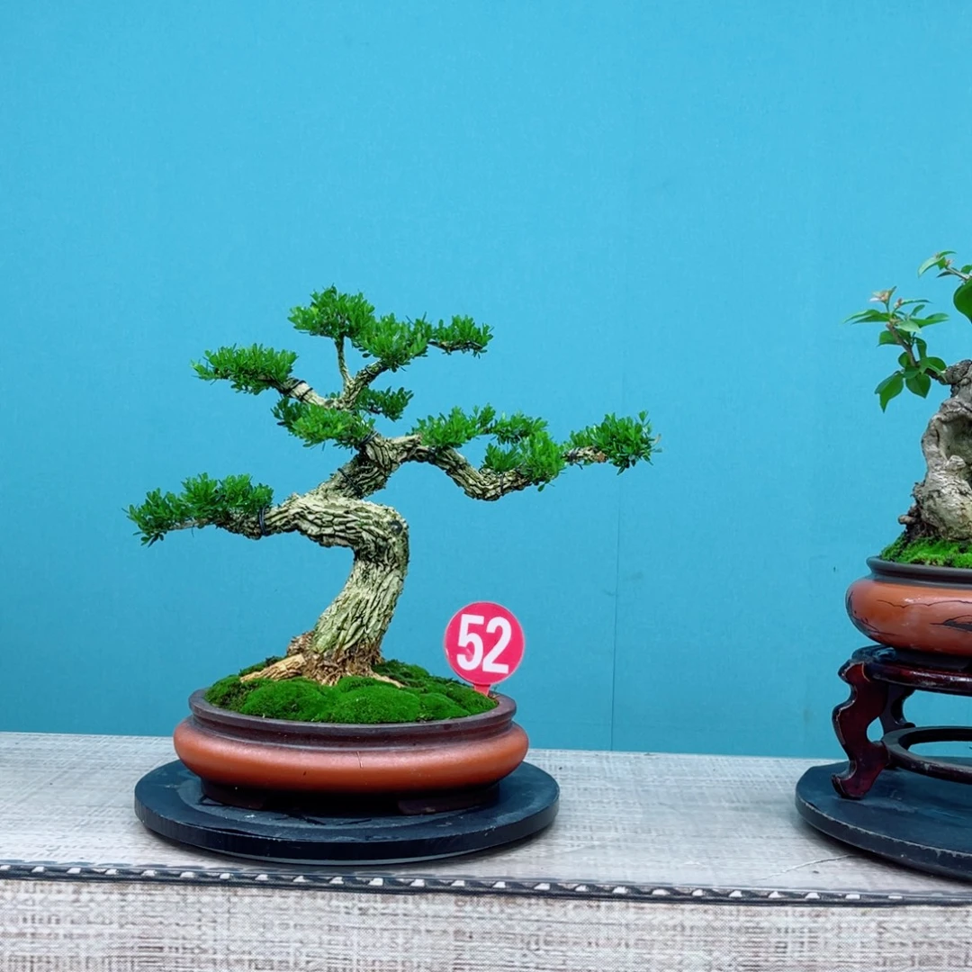 以实际为准精品黄杨老桩