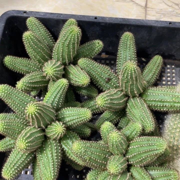 新品群生白檀咖喱皇后无根