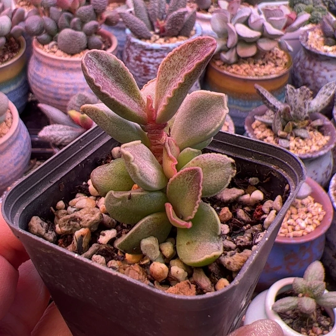 火龙果。