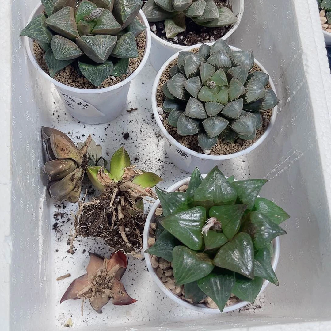 默宝宝套餐专属系列