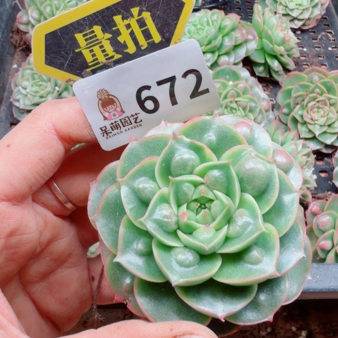 多肉植物多肉植物