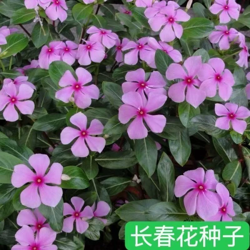 长寿花种籽子四季播种开花五叶梅日日春庭院花坛阳台盆栽宿根花籽