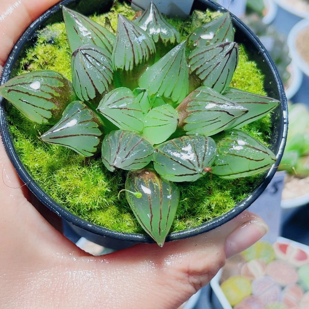 西瓜寿多肉植物6666