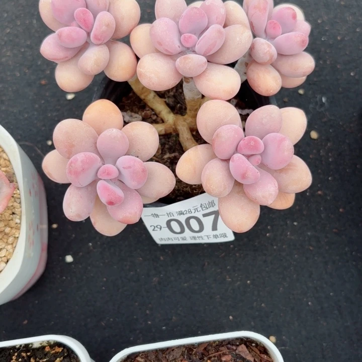 桃蛋多肉多肉植物多肉多肉多