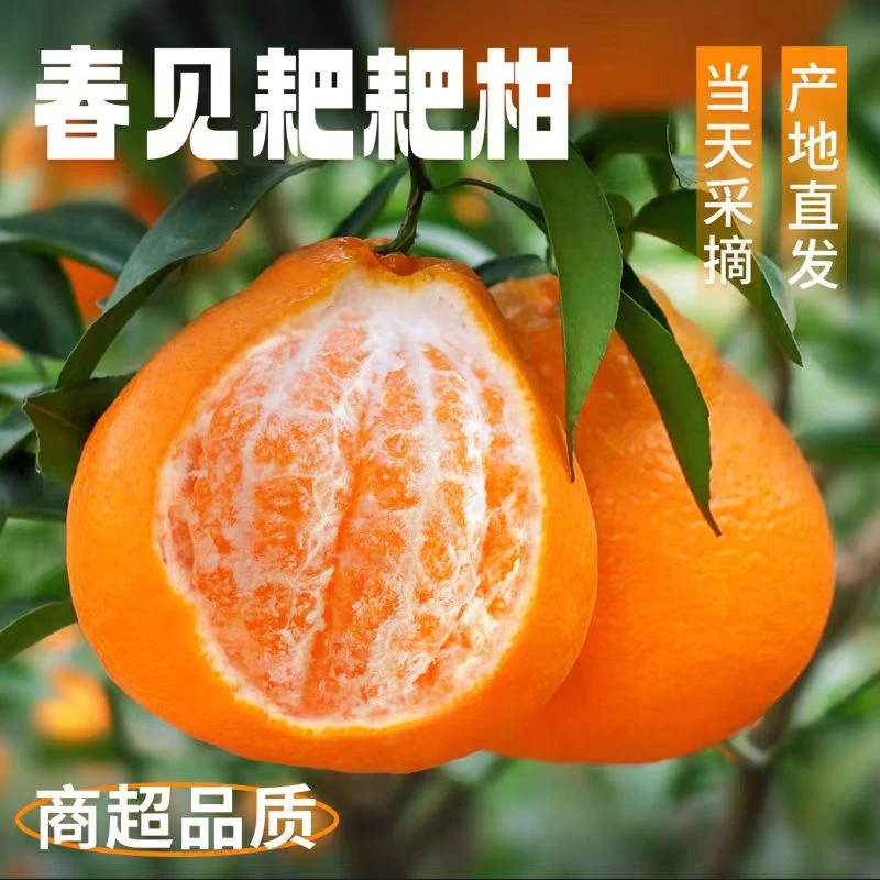 【现货速发】正宗四川高山春见自然熟耙耙柑商超品质粑粑柑