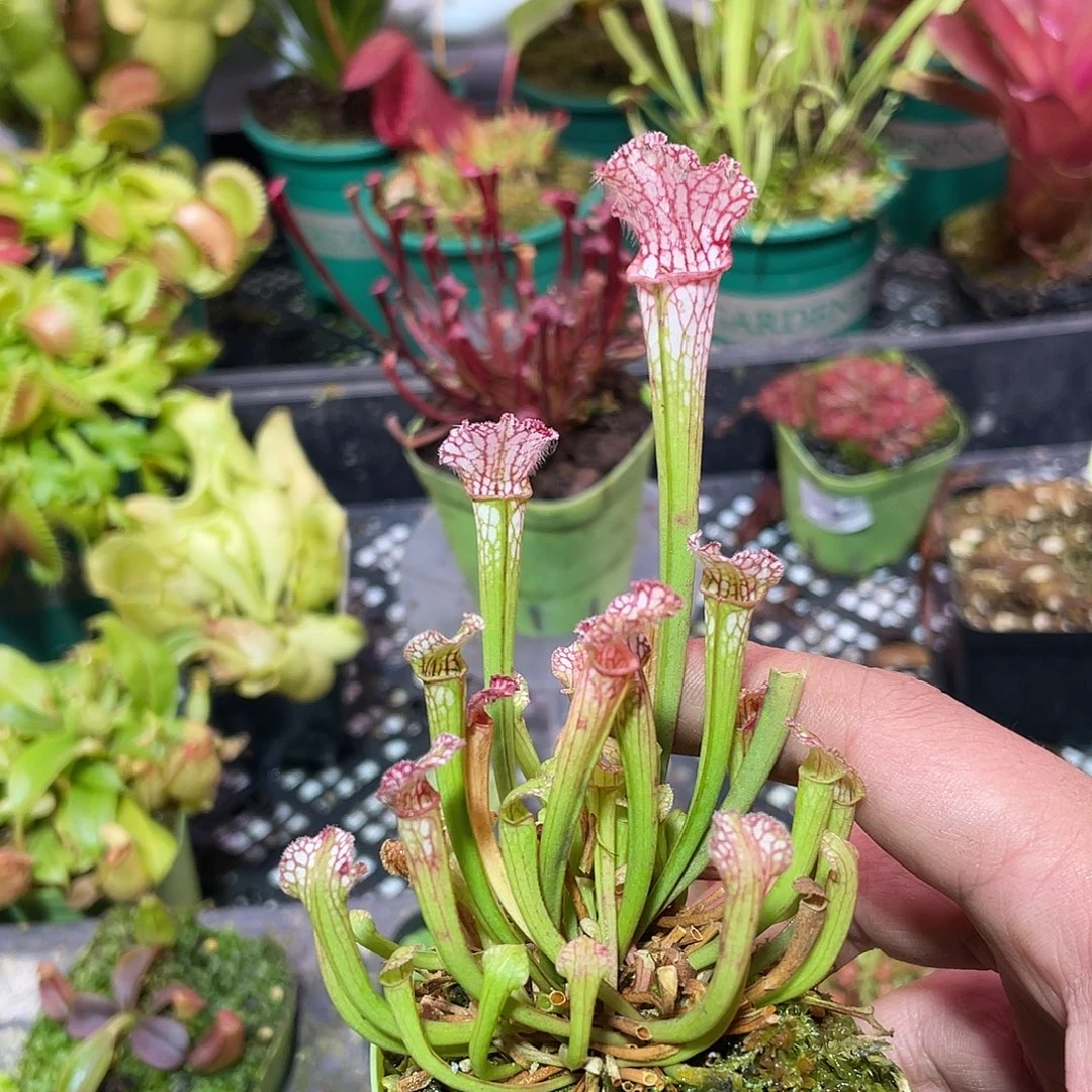 完全开放小白瓶子草