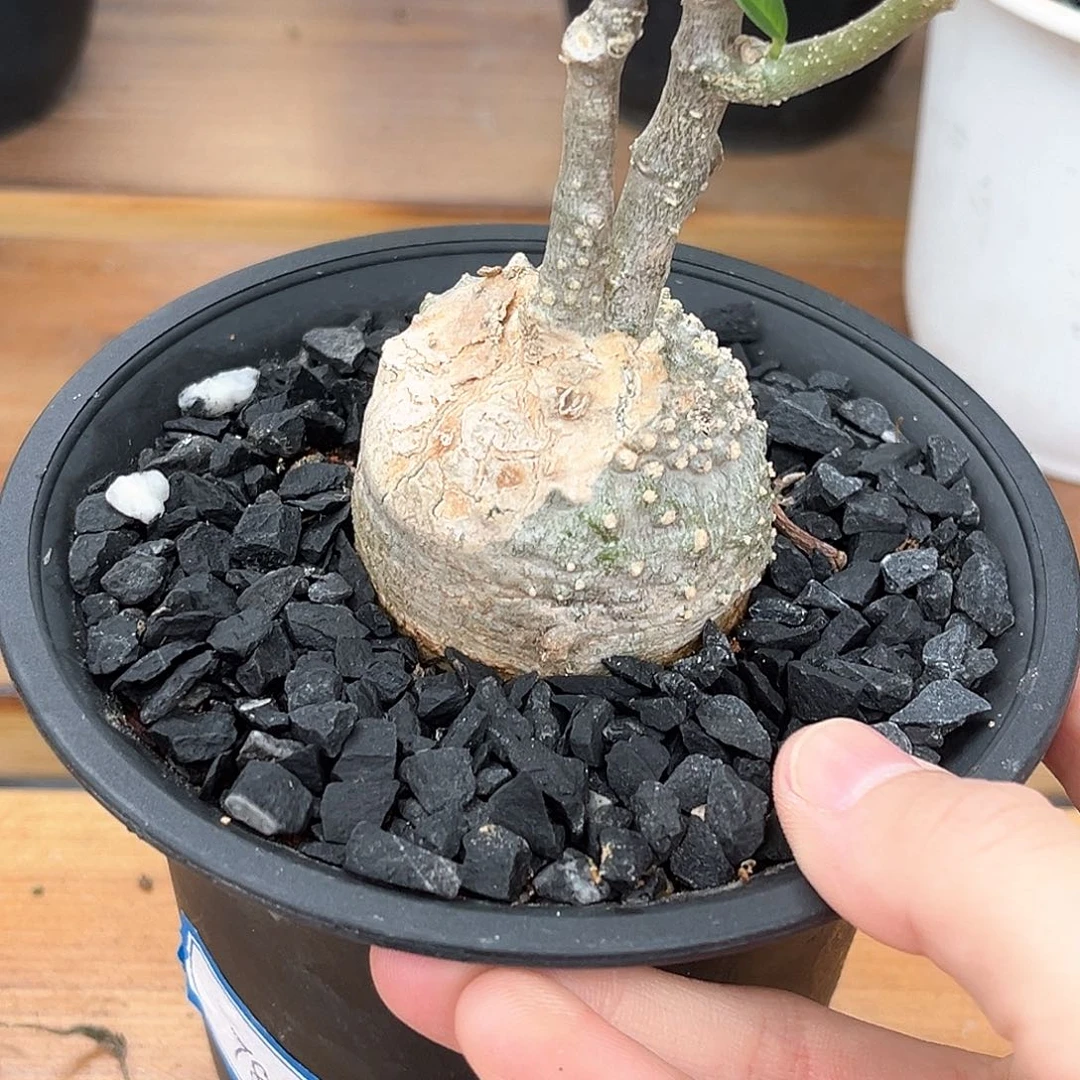 潮流植物优选火星人，4.6公分