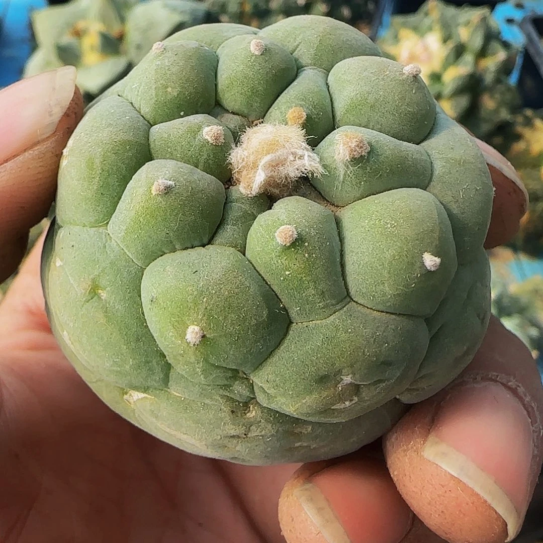 白肌佛头694萝卜根