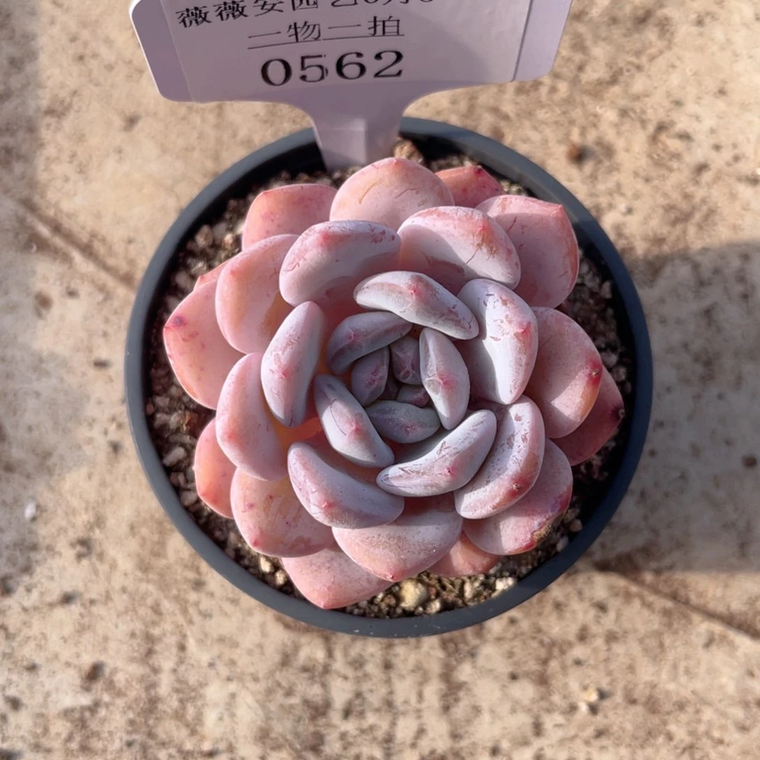 薇薇安园艺多肉0562