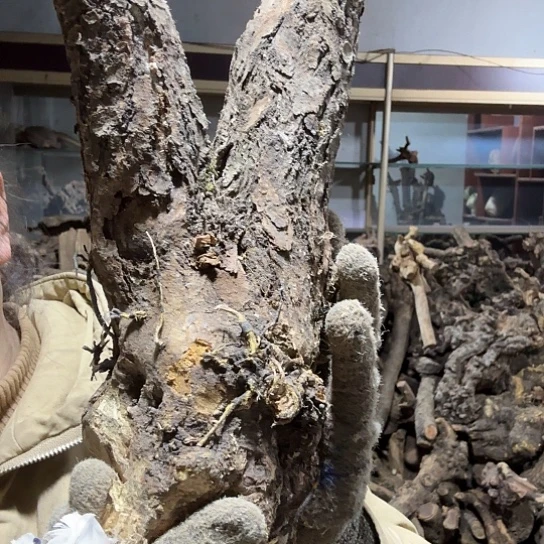 香榧木一****龙火琉璃的故事毛料摆件