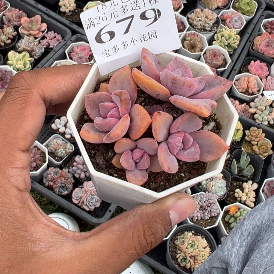 四头彩虹糖群一物一拍满18包邮满26送一颗多肉