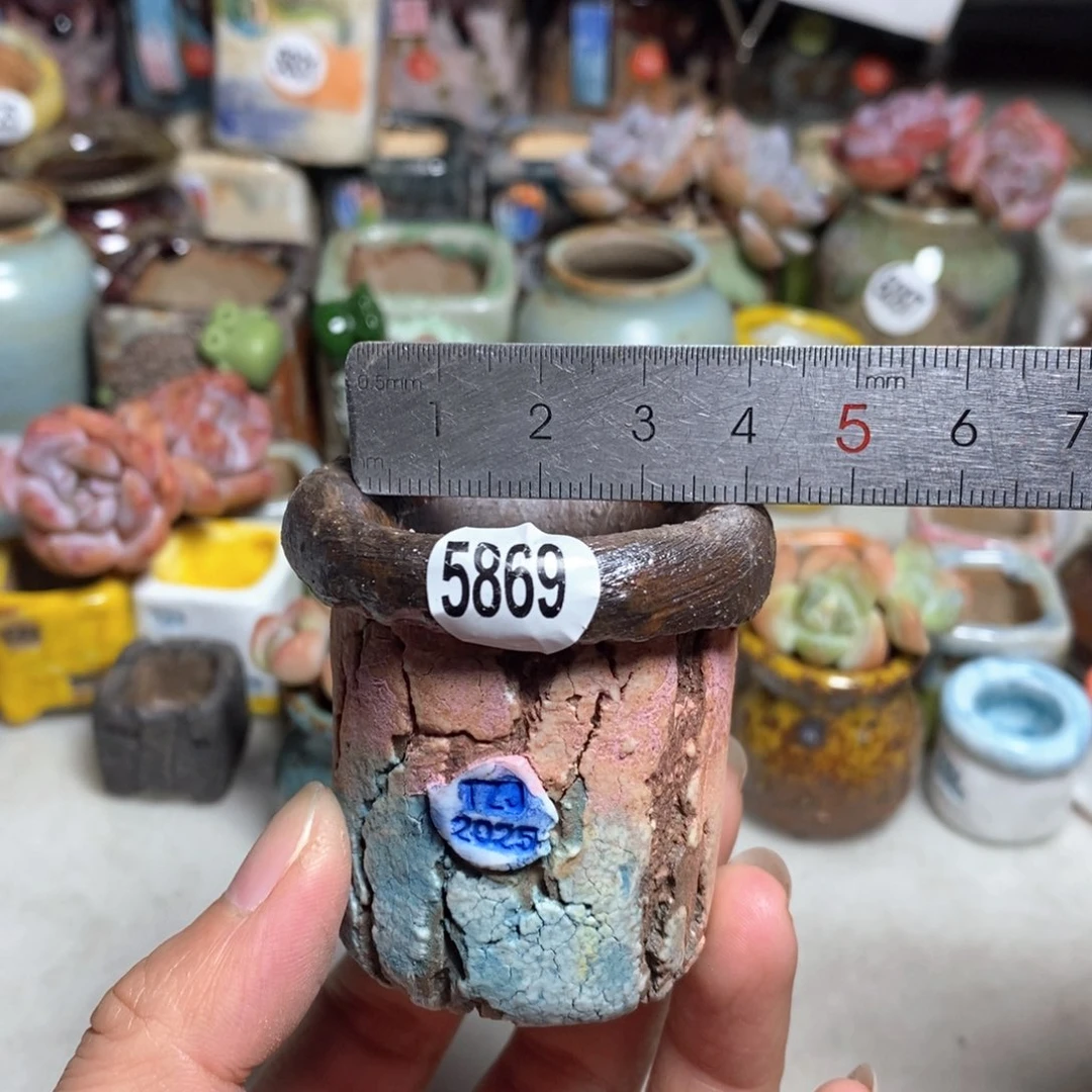 拍3送一个小礼物不含多肉