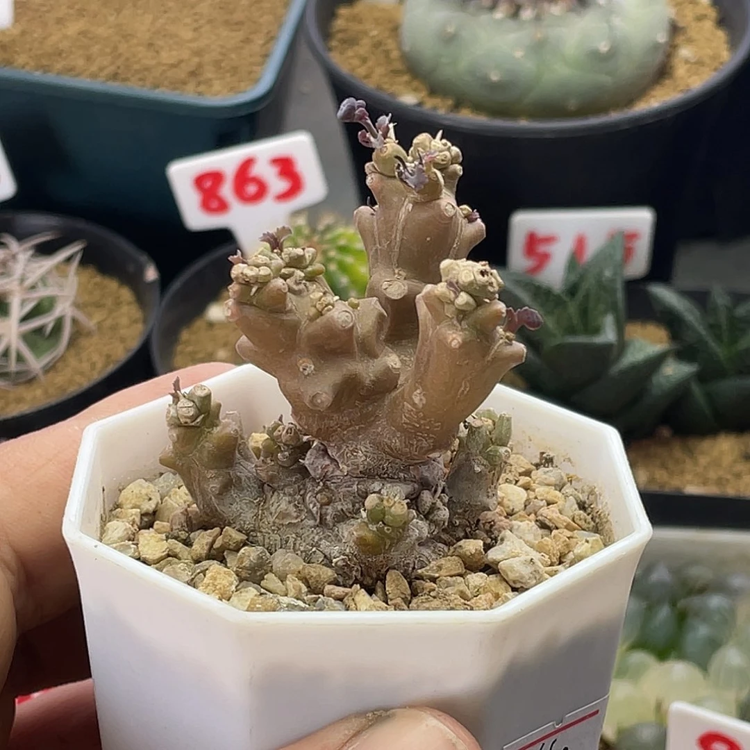 实生紫背美尻杂蛮鬼塔