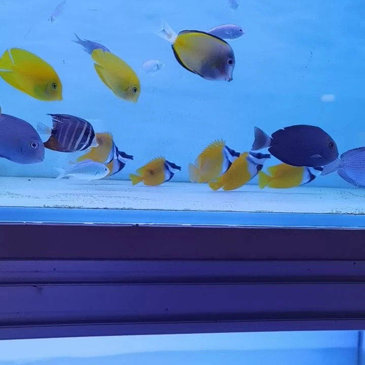 7+黄狐狸一条海水鱼