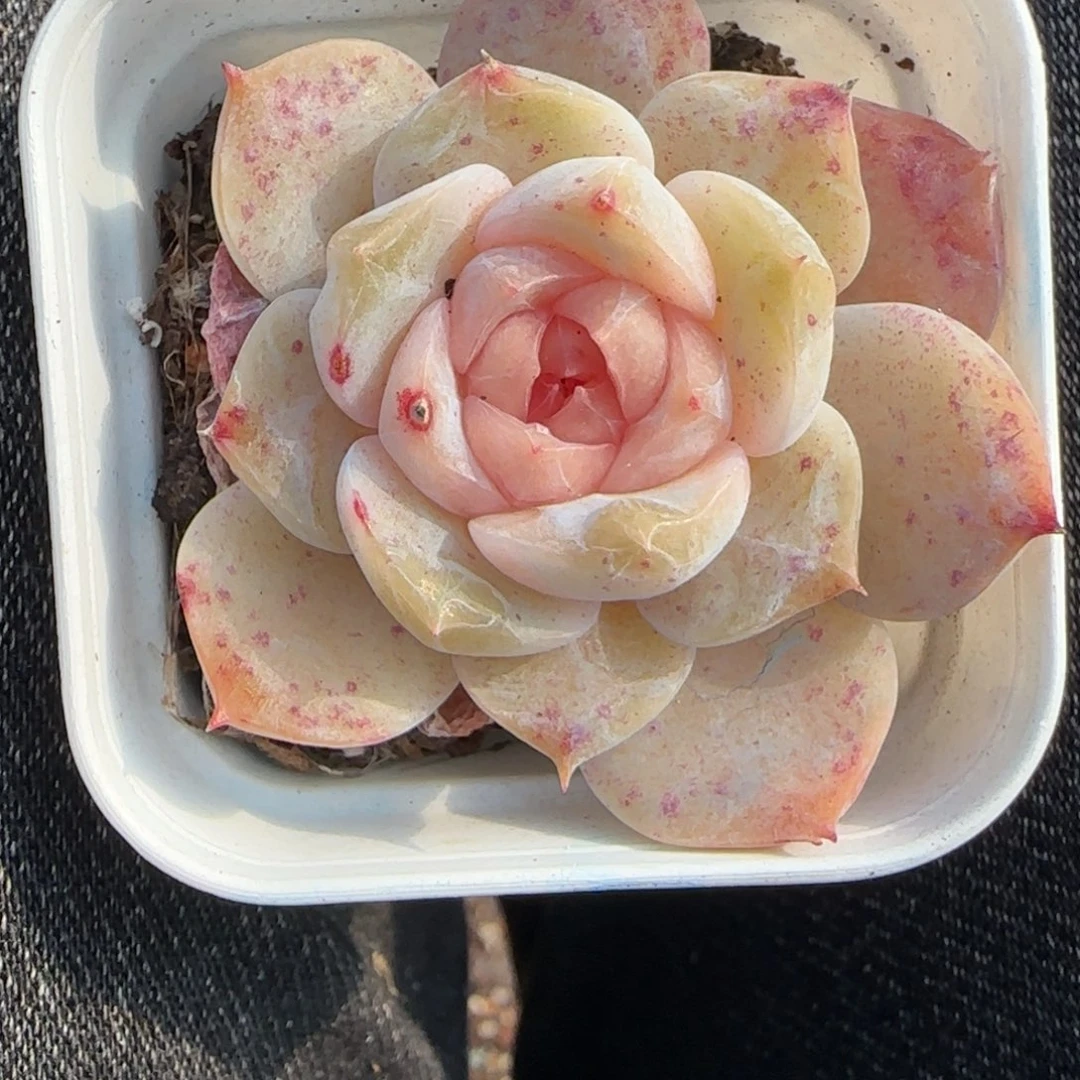 多肉小卡拉米糖心一物一拍