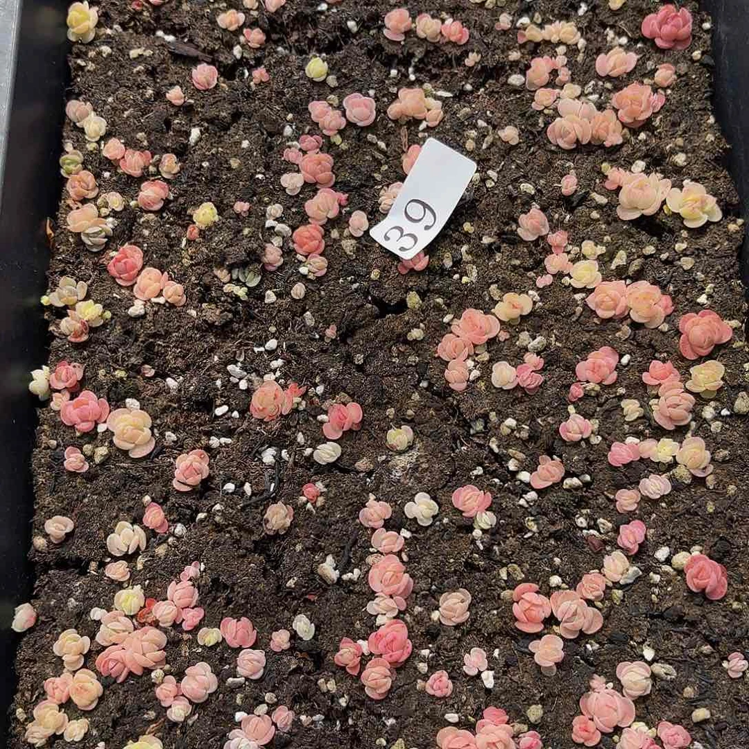 多肉植物多肉植物39