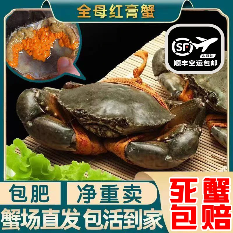 【顺丰包活到家】5只红膏蟹码头价 包有膏包肥 600g/2-3两/只A