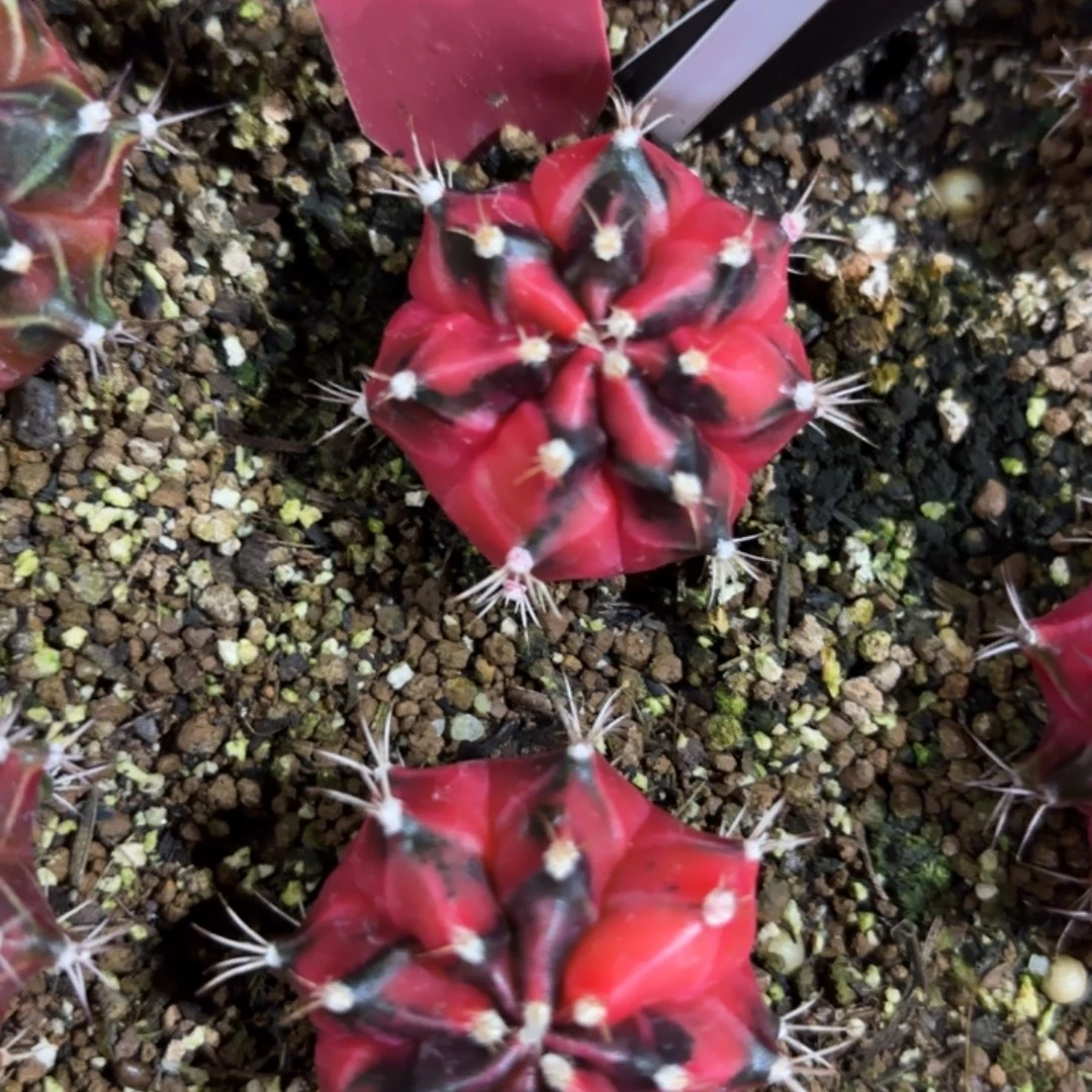 177-1224泰国发货多肉