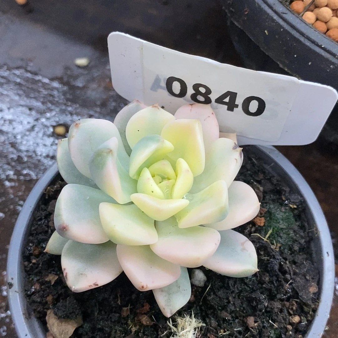 840红粉佳哈哈哈哈哈哈