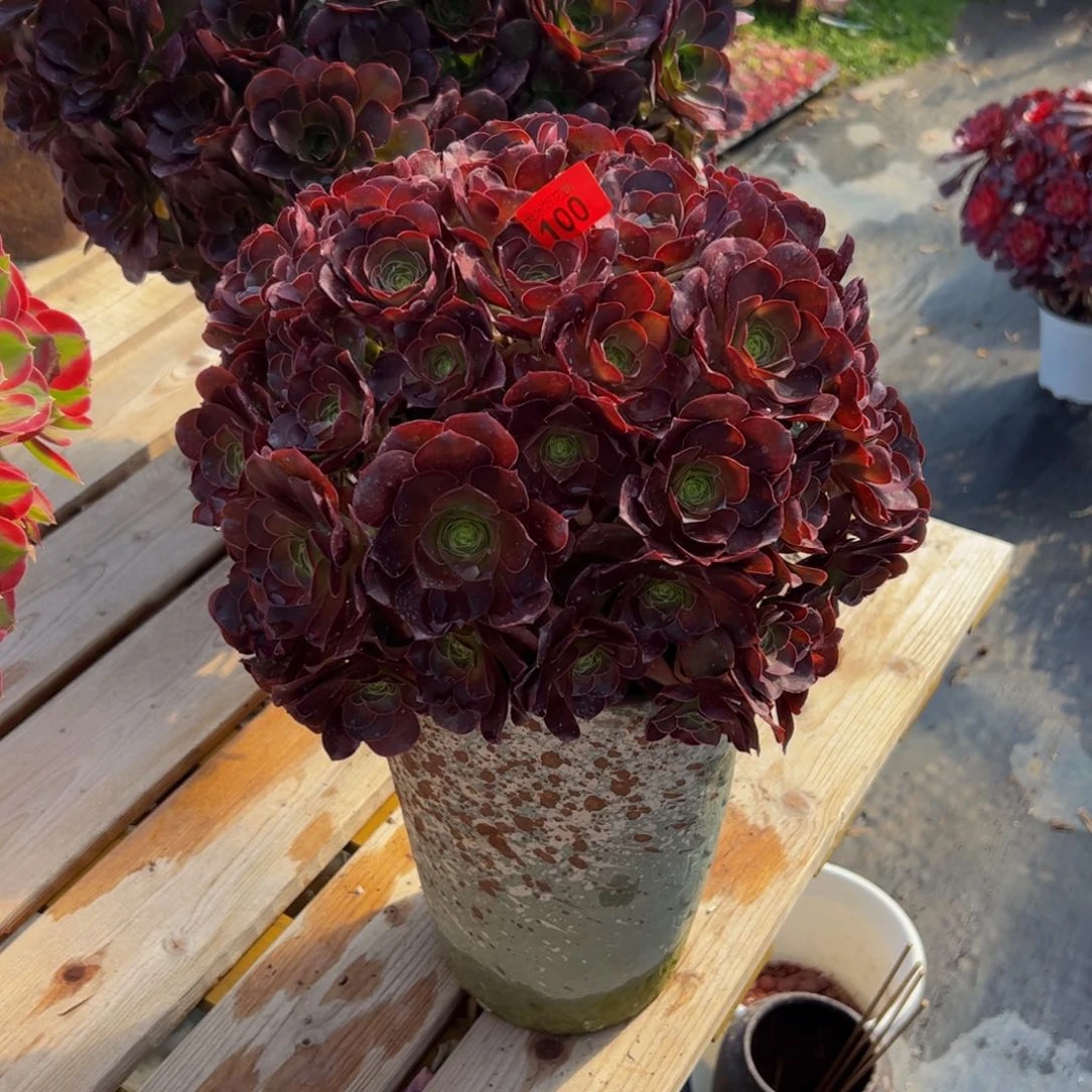 王*福100炖肉植物发货魅金