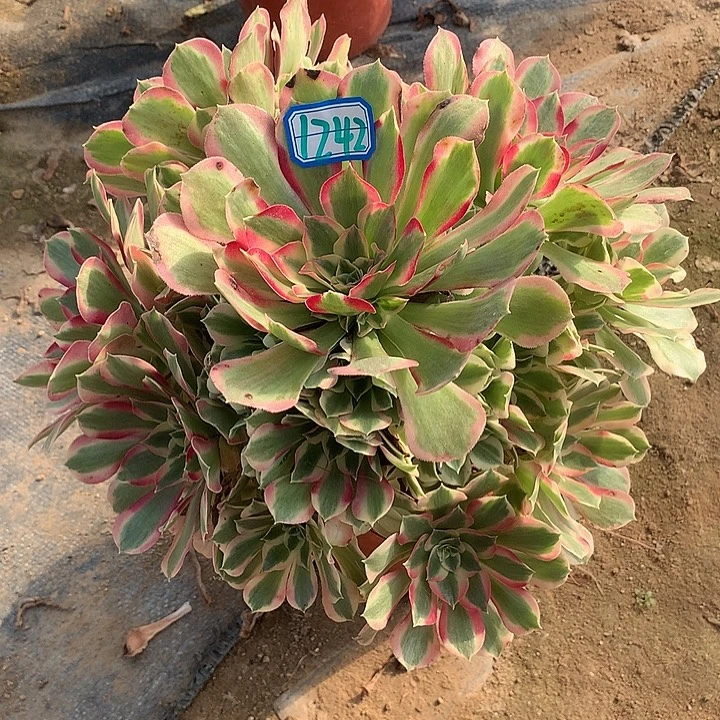 多肉植物叶罗刹1242