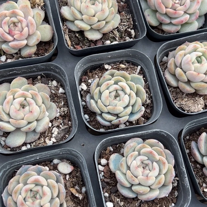 红恋一颗量拍多肉满20包邮