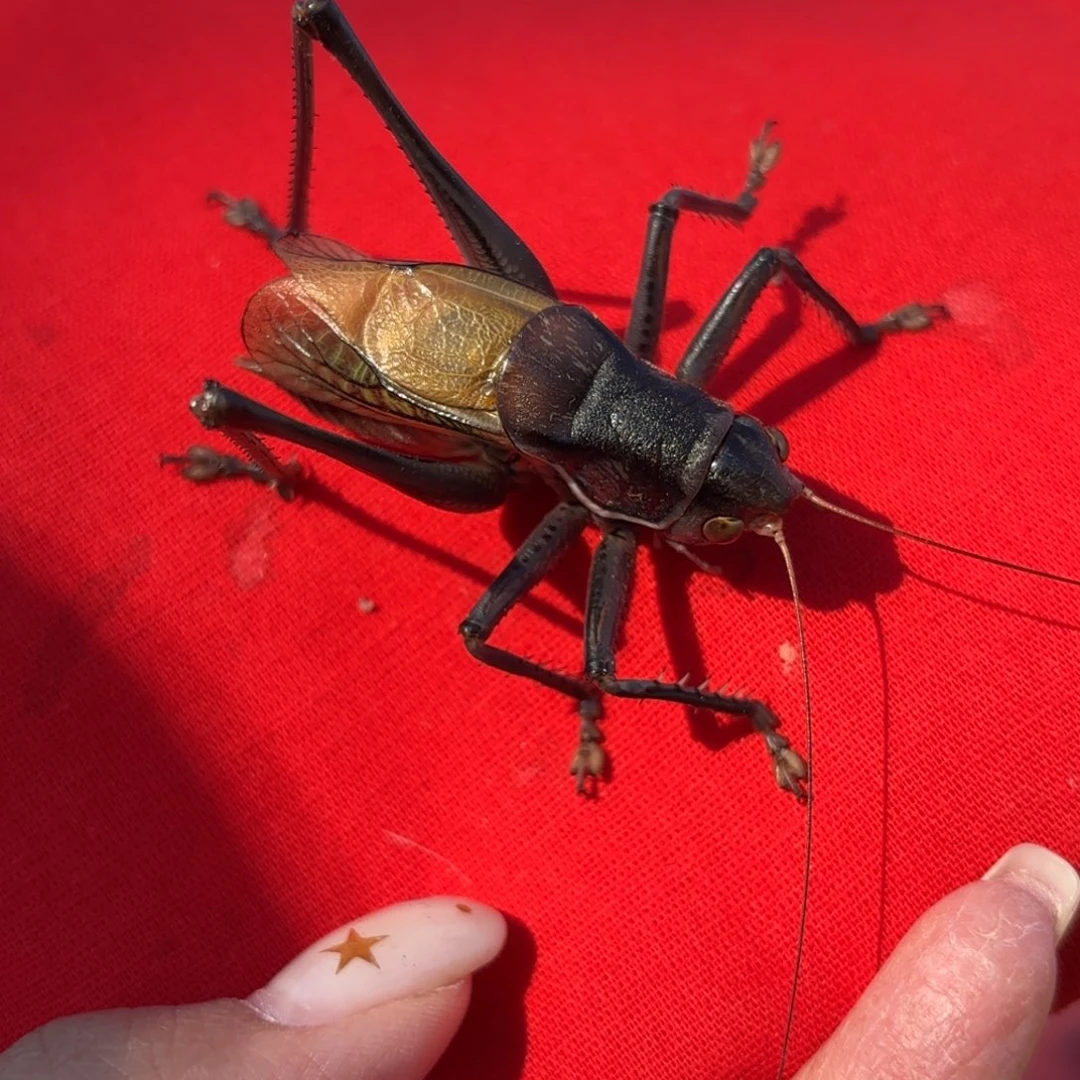 晴***J蝈蝈蝈蝈福福价格