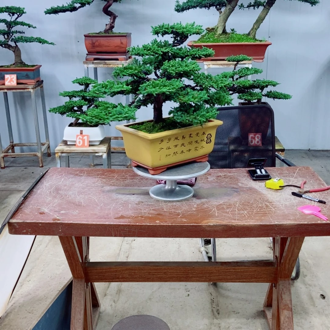 无花朵珍珠柏盆景