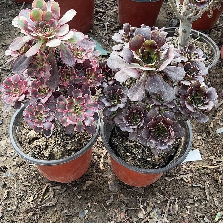 2棵玫瑰玫瑰玫瑰玫瑰