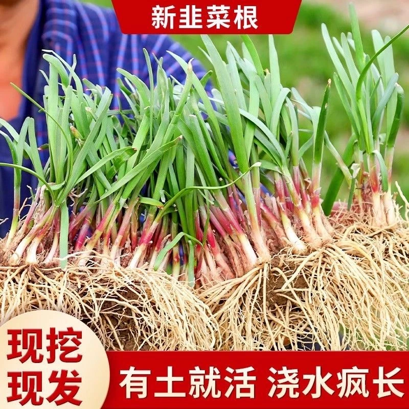 【6.9-100棵 9.9-200棵】韭菜根现挖紫根韭菜今年新根宽叶韭菜