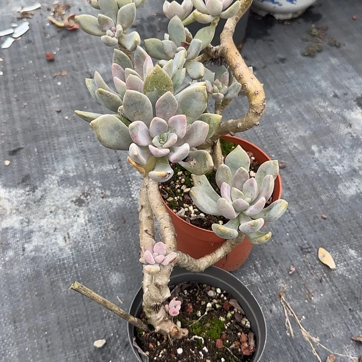 小*614冬美人两棵白凤脱土发货不退不换