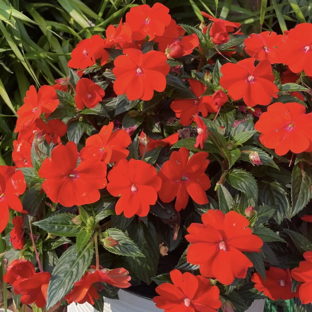 红色凤仙花盆栽多年生庭院阳台新手易养护爆花强抗晒