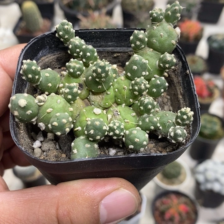 罗西安娜特价福利