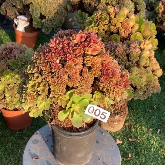 小叶七彩玫瑰锦自然朵朵缀化005