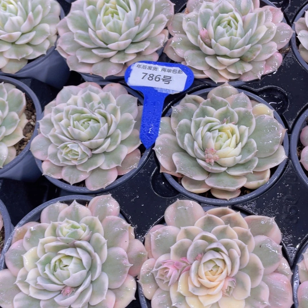 786号 全状态昂斯诺锦单头一个