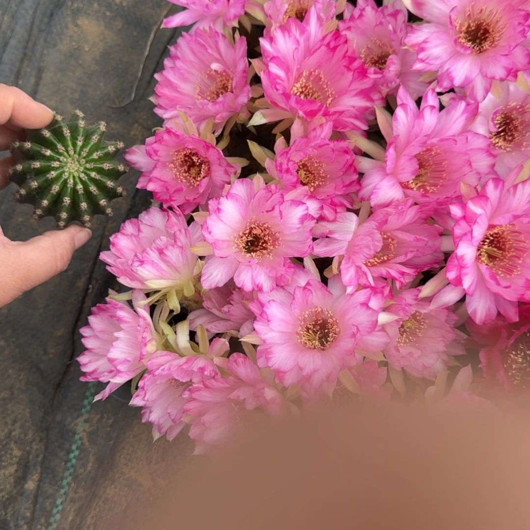 423丽花嫦娥歪无根侧牙3公分左右，20包邮