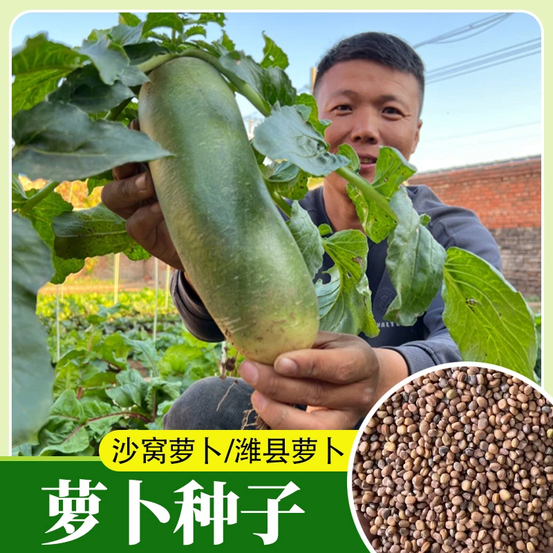 沙窝萝卜潍县萝卜甜脆水果萝卜生吃蔬菜种子冰糖心