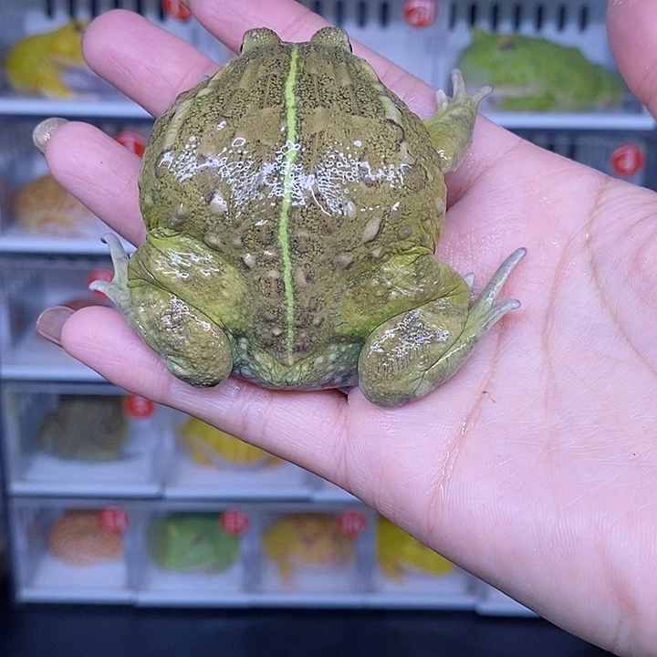 特价秒杀原价多少瑕疵