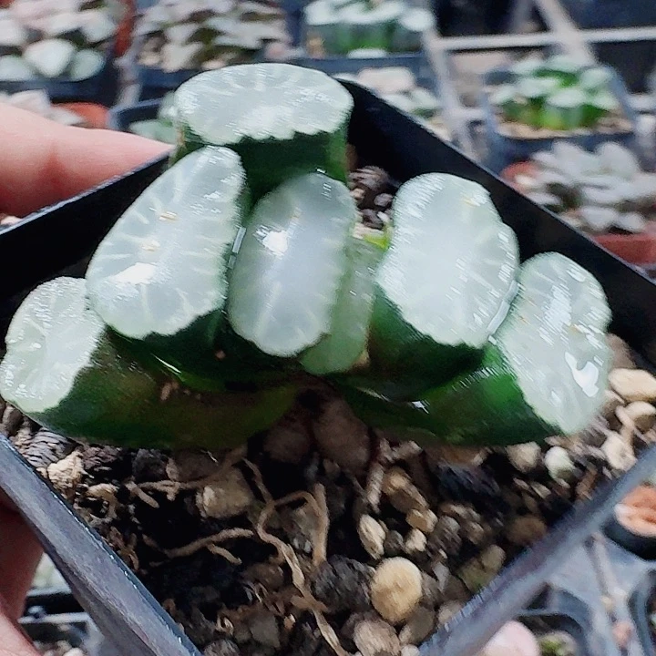 无花朵十二卷 盐湖城 万象 福利
